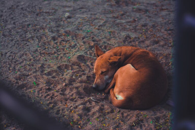 short coated dog sleeping on soil ground at daytime